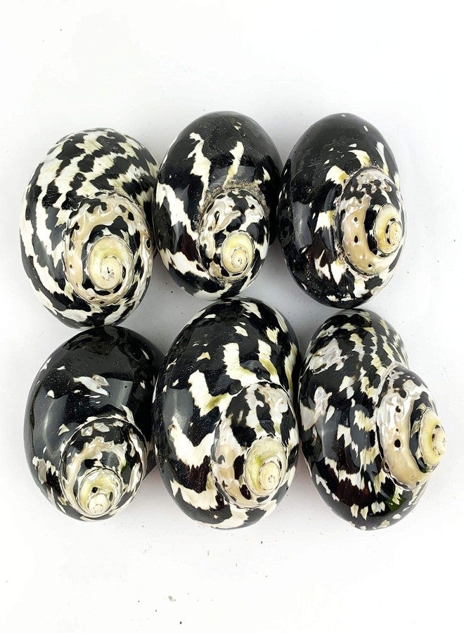 Worlds 2pc Turbo Shells,Polished Meg Pie Hermit Crab Shells 2" Inch-2-3/4 Inch - Image 4